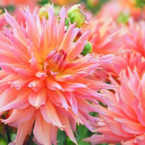 Dahlia Omega, Dinner Plate Dahlia, Orange Dahlia