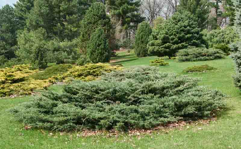 Holbert Juniper, Holbert Chinese Juniper, Juniperus chinensis 'Holbert', Evergreen Shrub, Evergreen Tree