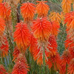 Fire Glow Kniphofia, Fire Glow Red Hot Poker, Kniphofia 'Fire Glow', Red Hot Poker, Torch Lily