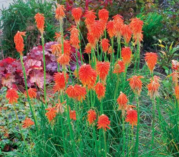 Fire Glow Kniphofia, Fire Glow Red Hot Poker, Kniphofia 'Fire Glow', Red Hot Poker, Torch Lily