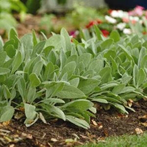Stachys Byzantina 'Fuzzy Wuzzy', Lamb's Ears 'Fuzzy Wuzzy', Donkey's Ears 'Fuzzy Wuzzy', silver foliage perennial