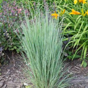 Schizachyrium scoparium The Blues, Little Bluestem The Blues, Blue Stem The Blues, Broom Grass The Blues, Native Grass