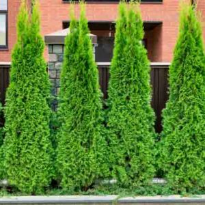 Thuja Occidentalis Brabant, Brabant Arborvitae, White Cedar Brabant, Northern White Brabant, Swamp Cedar Brabant