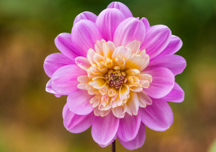 Dahlia Take Off, Take Off Dahlia, Anemone Dahlias, Dahlias, Bicolor Dahlias, Dahlia Tubers, Dahlia Bulbs, Dahlia Flower, Dahlia Flowers, summer bulbs, Pink Dahlias