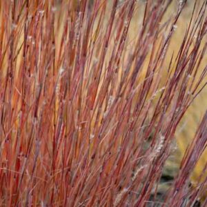 Schizachyrium scoparium Standing Ovation, Little Bluestem Standing Ovation, Blue Stem Standing Ovation, Broom Grass Standing Ovation, Native Grass