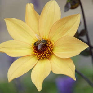 Dahlia Bishop of York, Single Dahlia, Yellow Dahlia