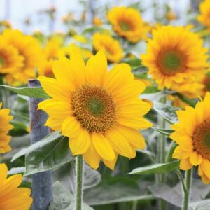 Sunrich Gold Sunflower, Sunflower Sunrich Gold, Dwarf Sunflower, Yellow Sunflower, Helianthus