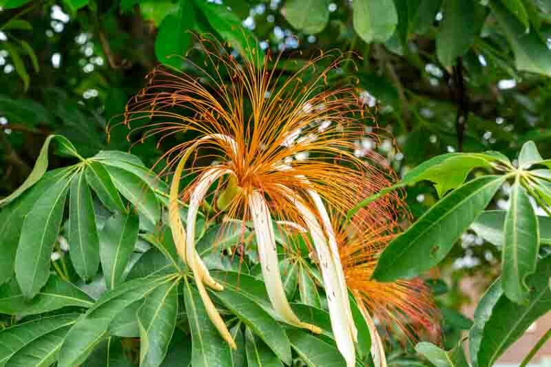 Money Tree, Pachira aquatica,Malabar chestnut, French peanut, Guiana chestnut, Provision tree, Saba nut