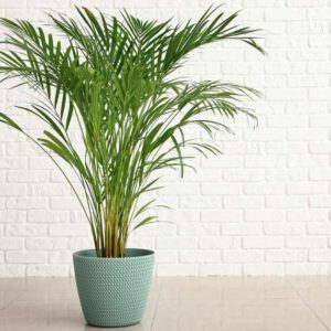 Areca Palm, bamboo palm, butterfly palm, Dypsis lutescens