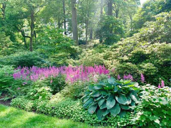 Shade Garden, Shade Perennials, Astilbe, Hosta, Azalea