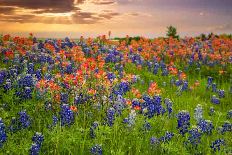 Texas bluebonnets, Indian Paintbrush, wildflowers, Lupinus texensis, castilleja indivisa