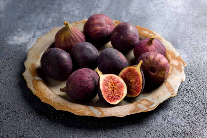 Fig, Common Fig, Ronde de Bordeaux Fig, Ficus carica Ronde de Bordeaux