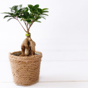 Ficus microcarpa, Chinese Banyan, Malayan Banyan, Indian Laurel, Curtain Fig, Gajumaru