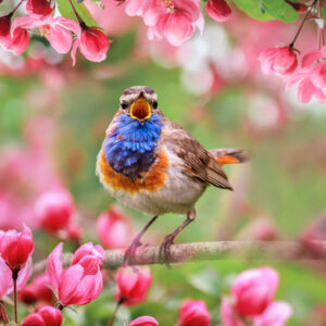 Spring Flowers, bird, apple tree,bird watching,songbird,luscinia svecica,