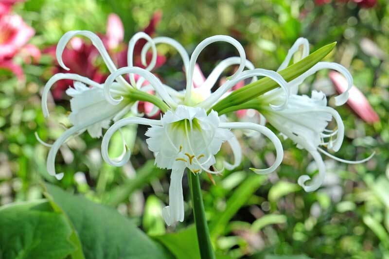 Hymenocallis, spider lily 'Zwanenburg', Spider Lilies