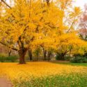 Ginkgo biloba, ginkgo tree, ginkgo biloba tree, fall color