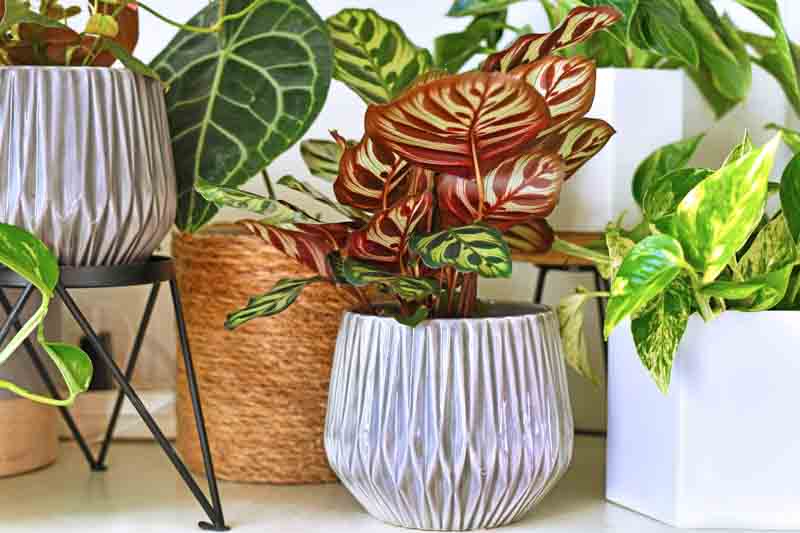 Calathea makoyana, peacock plant, brain plant, cathedral windows, Goeppertia makoyana