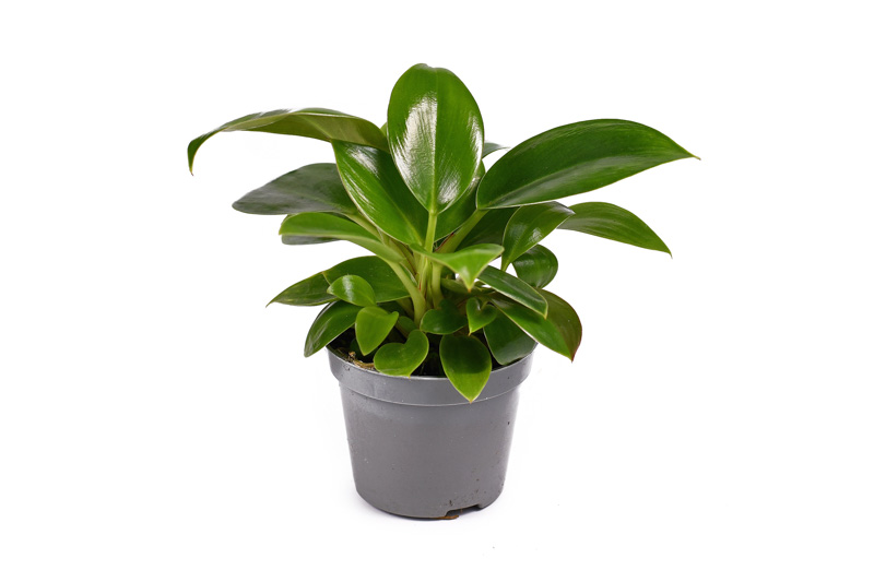 Philodendron Green Princess, Green Princess Philodendron, Houseplant, Houseplants