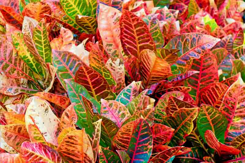 Croton, fire croton, garden croton, or variegated croton, Codiaeum variegatum