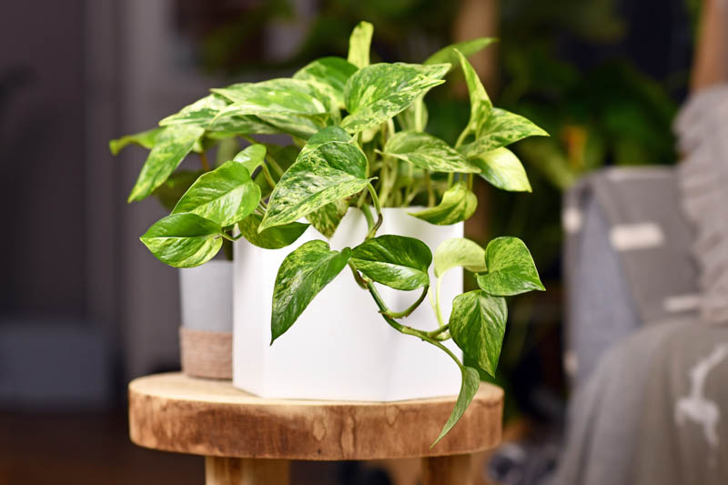 Marble Queen Pothos, Epipremnum Aureum Marble Queen, Variegated Pothos, Variegated Houseplant