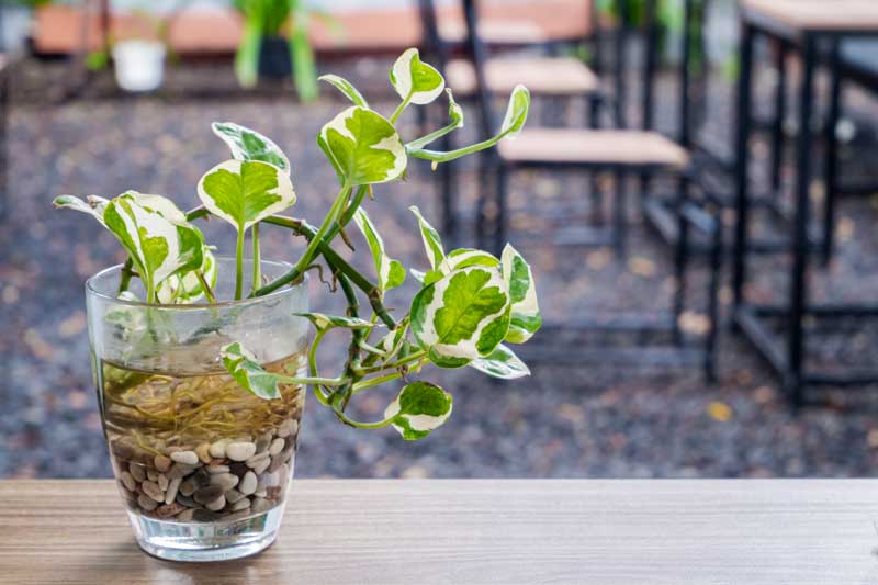 N'Joy Pothos, Epipremnum Aureum N'Joy, Variegated Pothos, Variegated Houseplant