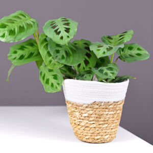 Prayer Plant, Maranta Leuconeura, House Plant, Houseplant