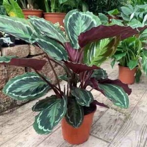 rose-painted calathea, Calathea roseopicta, Calathea 'Roseo Picta', Goeppertia roseopicta