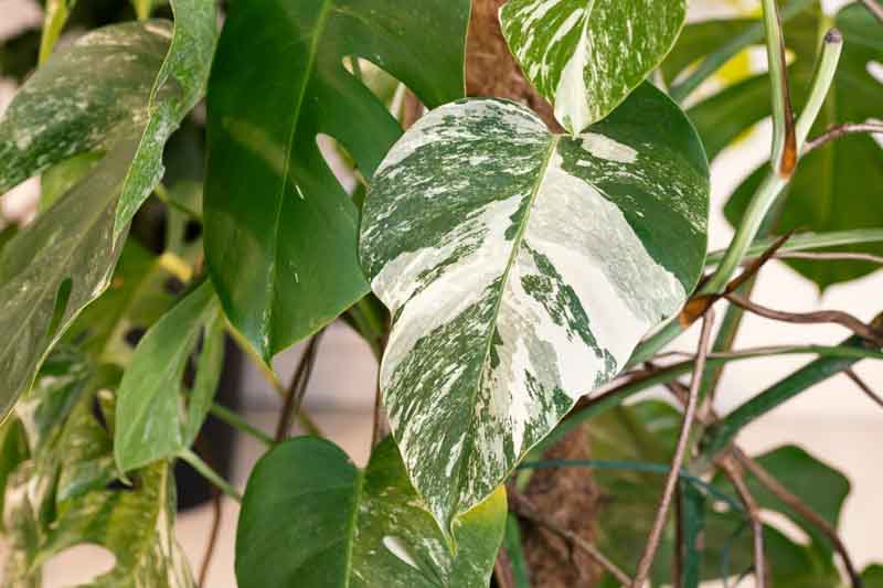 Monstera deliciosa Albo borsigiana, Variegated Monstera, Variegated Swiss Cheese Plant, Houseplant, Indoor Plant, Monstera Fruit, Monstera Leaf