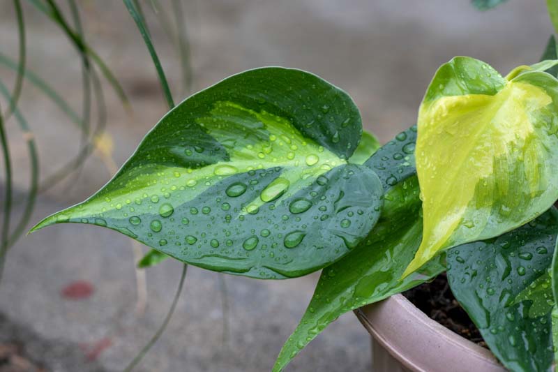 Philodendron hederaceum Brasil, Philodendron Brasil, Brasil Philodendron, Heartleaf Philodendron, Heart Leaf Philodendron, Variegated Philodendron, Variegated Houseplant