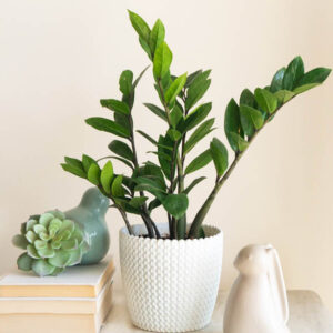 ZZ Plant, Fern Arum, Zanzibar, Gem, Zamioculcas zamiifolia, Houseplant