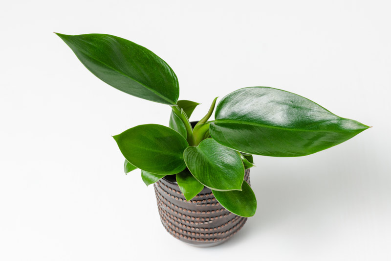 Philodendron Green Princess, Green Princess Philodendron, Houseplant, Houseplants