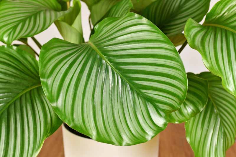 Calathea Orbifolia, Houseplant, Calathea rotundifolia, House Plant