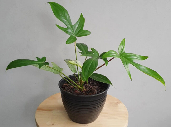 philodendron squamiferum, houseplant, houseplants