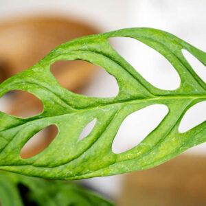 Monstera obliqua, Swiss Cheese plant, Houseplant, Indoor Plant, Monstera Leaf