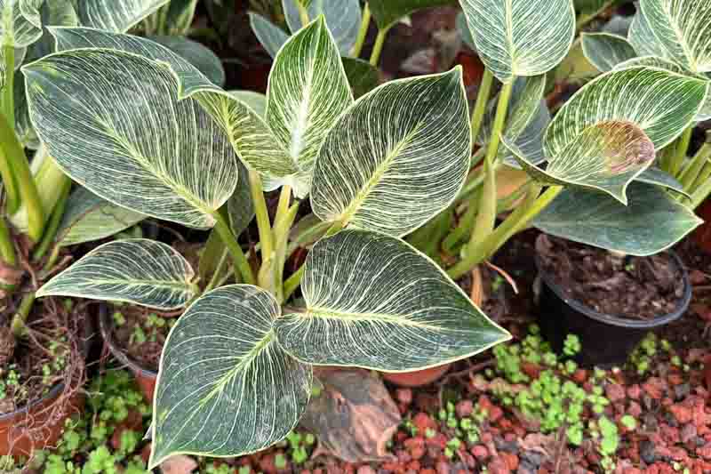 Birkin Philodendron, Philodendron Birkin, House Plant, Houseplant, Variegated Houseplant