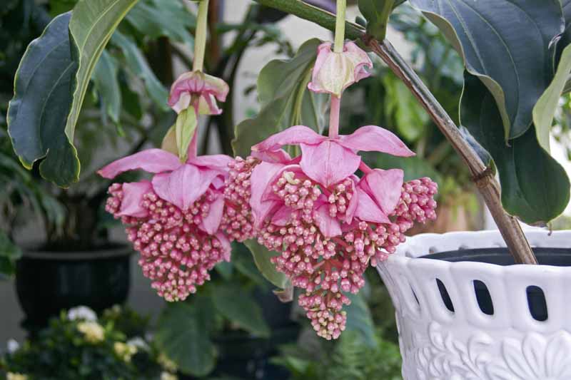 Tropical Flowers, Medinilla, Showy Medinilla, Rose Grape, Medinilla magnifica