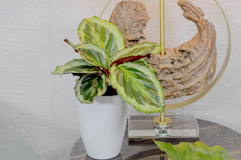 calathea Like a Prayer, Calathea roseopicta, Calathea 'Roseo Picta', Goeppertia roseopicta