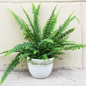Kimberly Queen Fern, Australian Sword Fern, Nephrolepis obliterara, Evergreen Fern, Shade plants, shade perennial, plants for shade