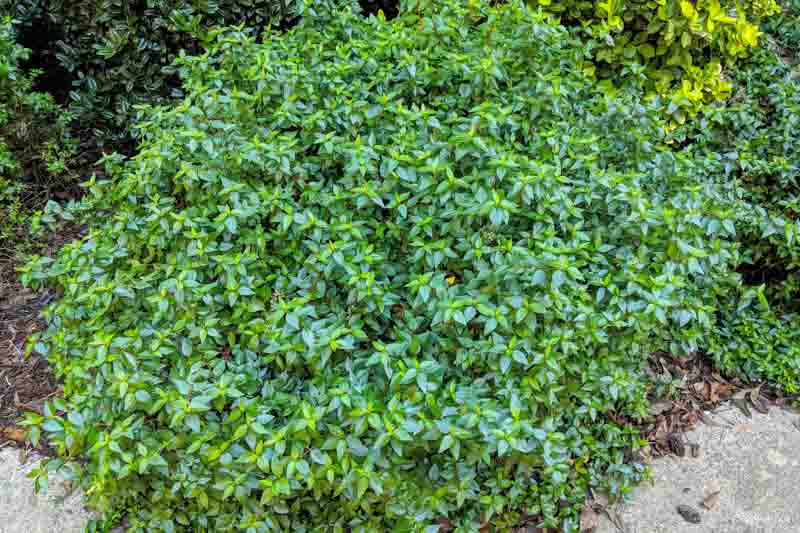 Abelia x grandiflora 'Little Richard', Glossy Abelia 'Little Richard', Little Richard Abelia, Evergreen shrub, Fragrant Shrub, Pink Flowers, White Flowers,