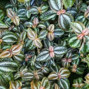 Silver Tree Pilea, Norfolk Friendship Plant, Pilea spruceana, Houseplant, Tropical Plant, Indoor Plant, Terrarium