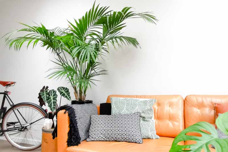 Kentia Palm, Howea forsteriana, House Plant, Houseplant, Houseplants