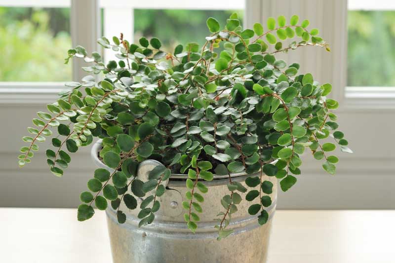 Button Fern,Cliff Brake, Pellaea rotundifolia, Hemionitis rotundifolia, evergreen fern