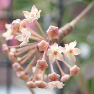 Hoya macrophylla, Wax Plant, Porcelain Flower, houseplant