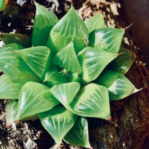 Haworthia retusa, Aloe retusa, Cushion Aloe, Star Cactus, Succulent, Terrarium