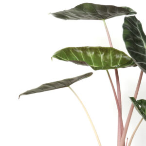Alocasia Pink Dragon, Pink Dragon Alocasia, Elephant Ear, Tropical Plant, Houseplant,