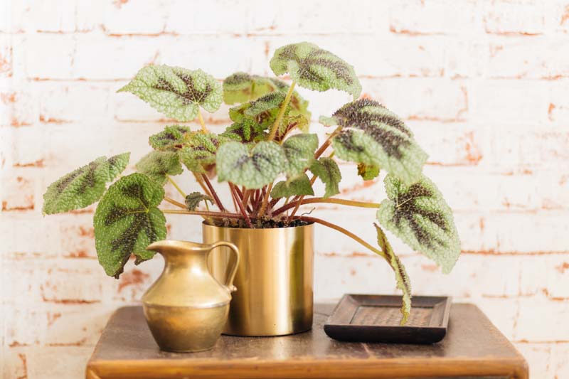 Rex Begonia, Begonia Rex, indoor plants, houseplant, houseplants