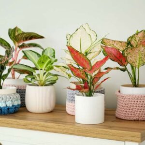 Aglaonema, Chinese Evergreen, Aglaonema Care, Chinese Evergreen Care, Houseplant