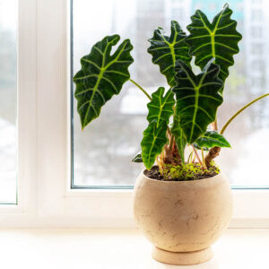 Alocasia amazonica Polly, Alocasia, Elephant Ear, House Plant, Houseplant, Tropical Plant