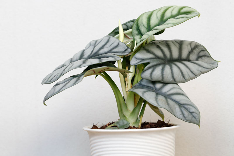 Alocasia Silver Dragon, Silver Dragon Alocasia, Elephant Ear, Tropical Plant, Houseplant,