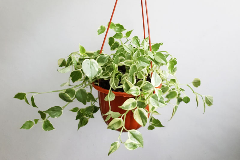 Cupid Peperomia, Variegated Cupid Peperomia, Peperomia scandens 'Variegata' Houseplant, House Plant